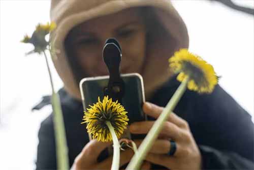 Người phụ nữ chụp ảnh hoa vàng trên điện thoại