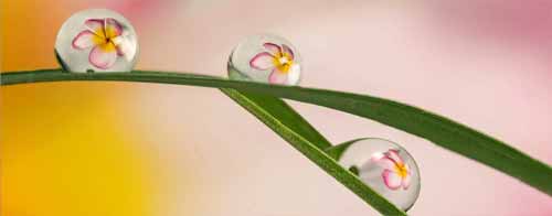 Hình ảnh bông hoa khúc xạ trong giọt nước