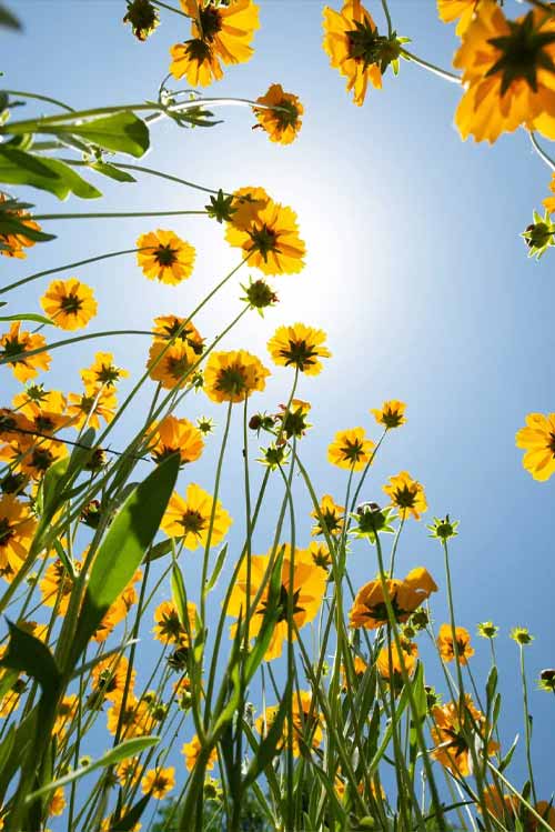 Ảnh chụp góc thấp về những bông hoa lớn màu vàng nở trên cánh đồng