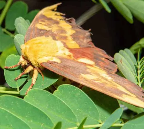 Cách chụp ảnh macro tuyệt đẹp bằng điện thoại