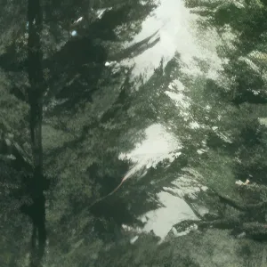 Tranh In Canvas Nghệ Thuật: Rừng Thông Sương Mù Tĩnh Lặng