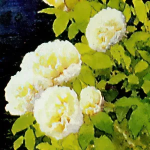 Khu vườn bên dòng suối