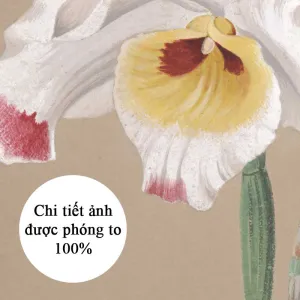 Tranh Canvas Hoa Lan Dendrobium Wardianum – Vẻ Đẹp Botanical Cổ Điển