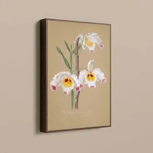 Tranh Canvas Hoa Lan Dendrobium Wardianum – Vẻ Đẹp Botanical Cổ Điển