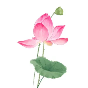 Tranh Canvas Đóa Sen Hồng Tinh Khôi