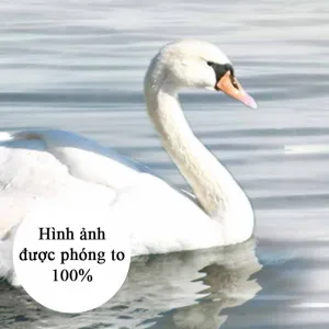 Tranh In Canvas Phong Cảnh Đôi Thiên Nga Trắng Dưới Ánh Bình Minh Trên Hồ Nước