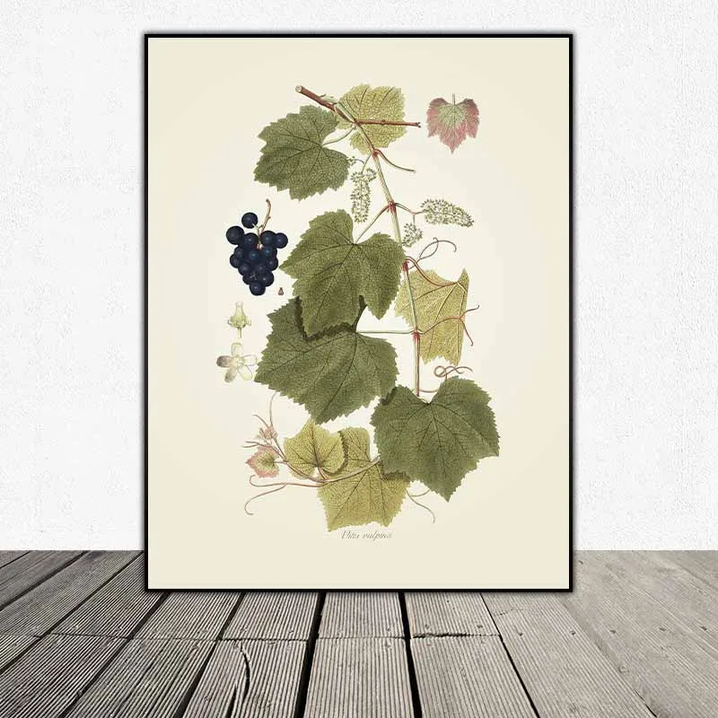 54 mẫu tranh thực vật Botanical