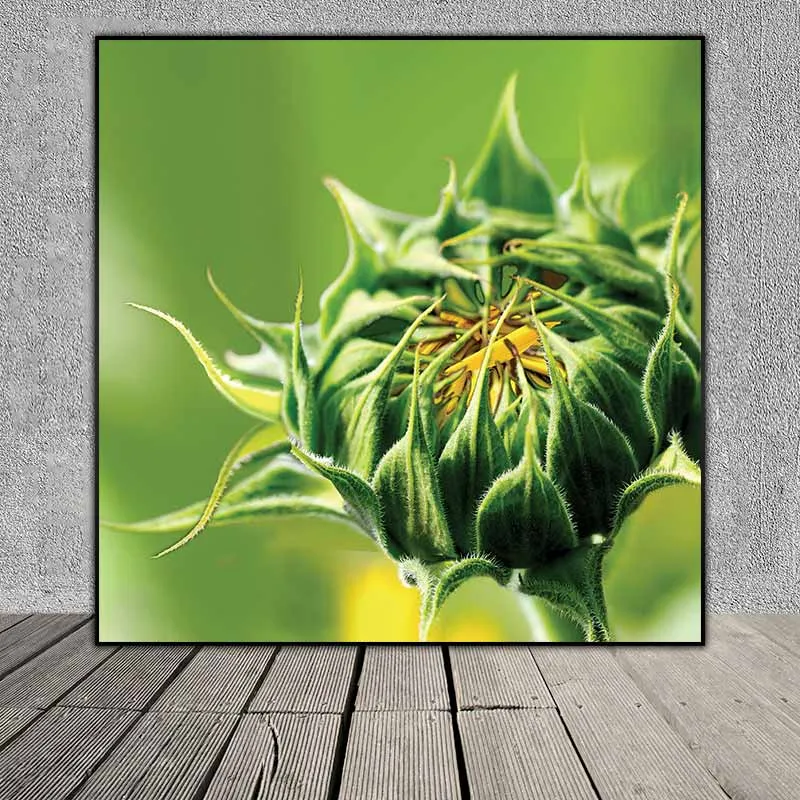 Tranh nụ và hoa Hướng Dương