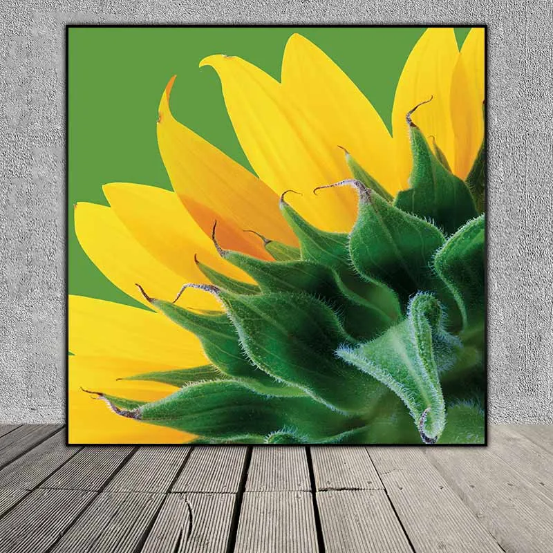 Tranh nụ và hoa Hướng Dương