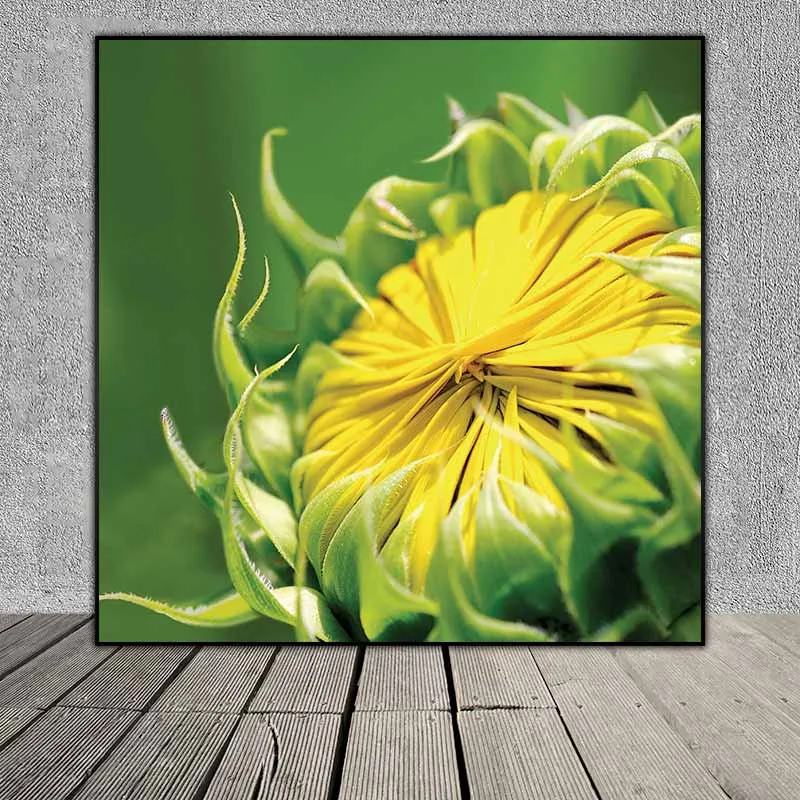 Tranh nụ và hoa Hướng Dương