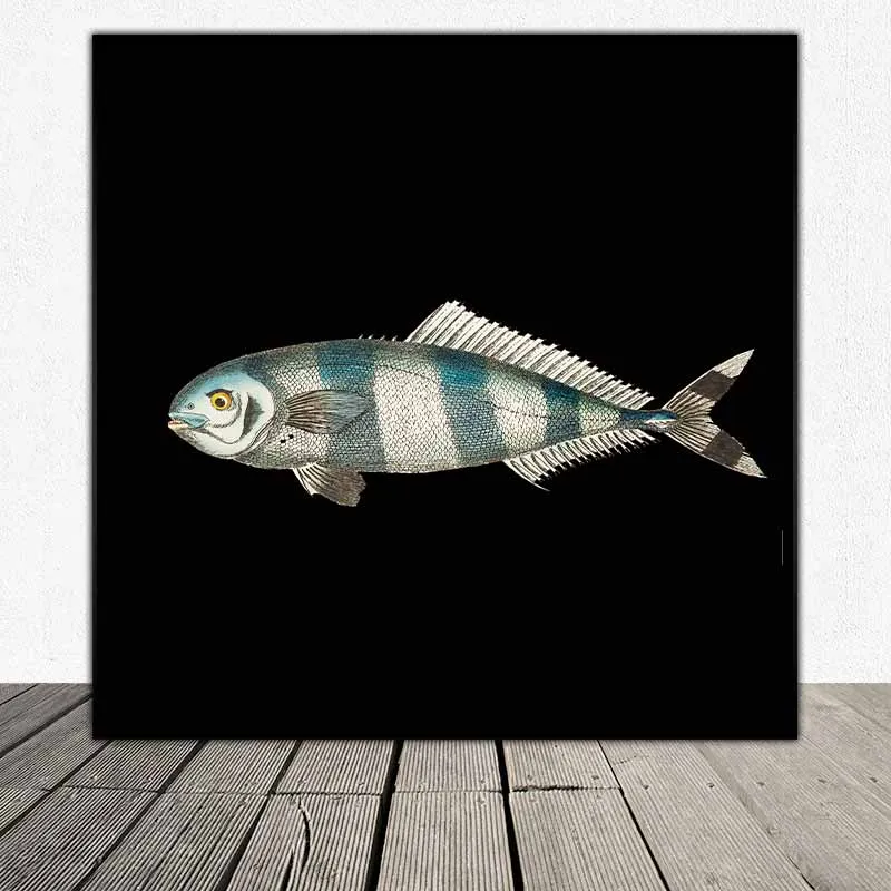 Tranh các loại cá khổ vuông