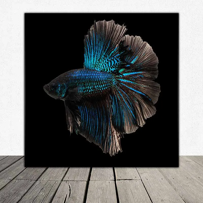 Tranh cá phướng, cá Beta, có chọi cá đá treo văn phòng