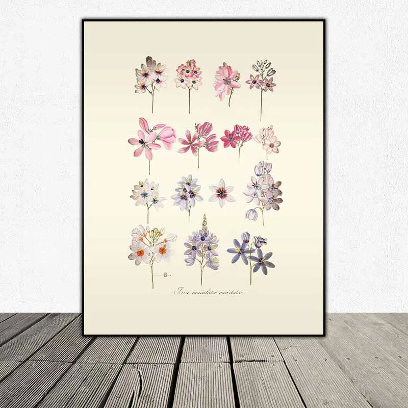 54 mẫu tranh thực vật Botanical