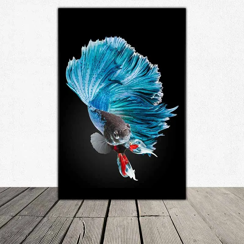 Tranh cá phướng, cá xiêm, cá đá, cá chọi, cá beta