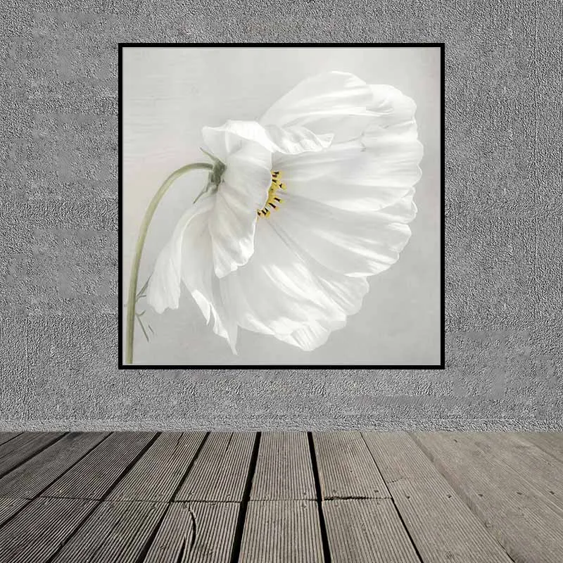 Tranh hoa sao nhái trắng trên nền xám