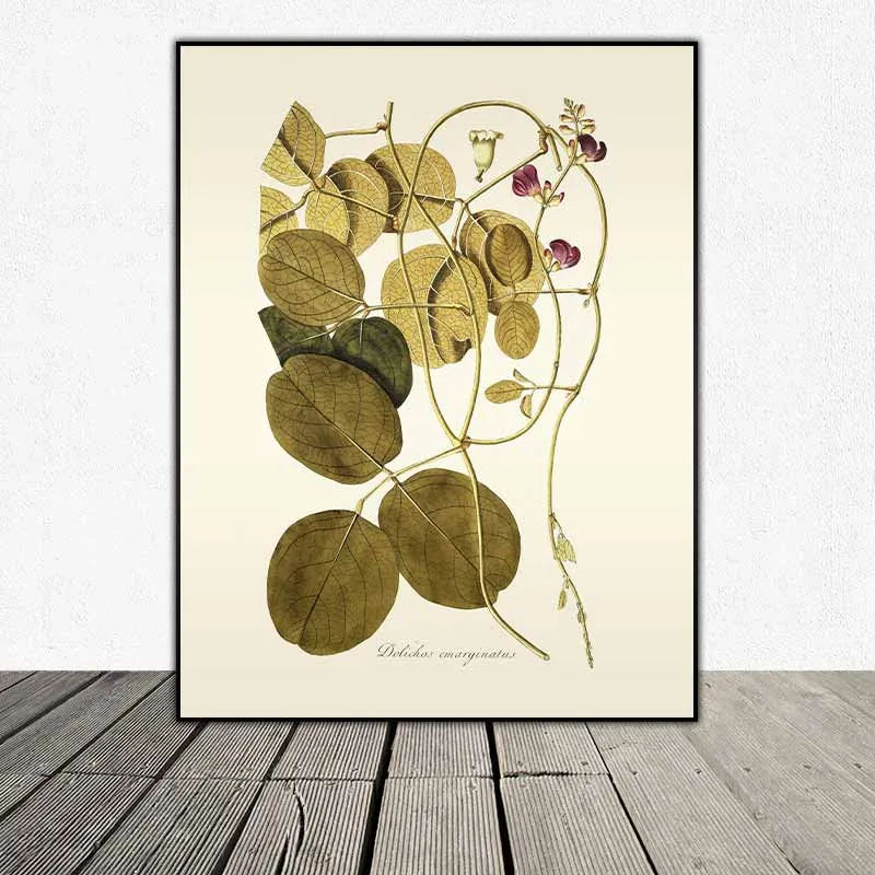 54 mẫu tranh thực vật Botanical