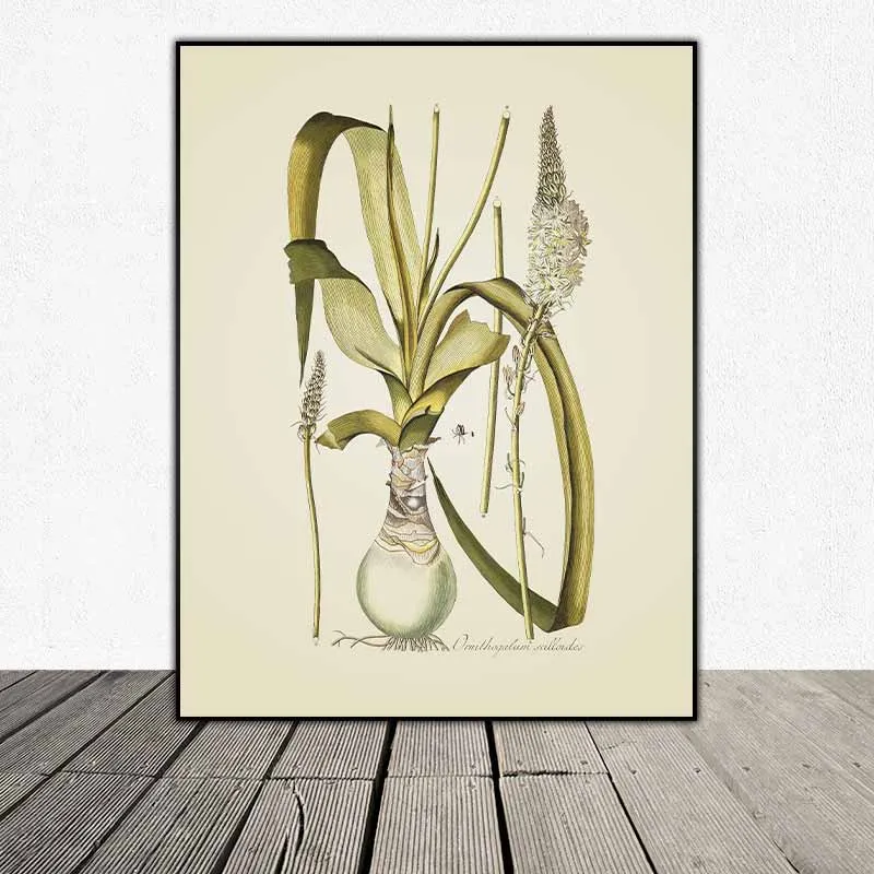 54 mẫu tranh thực vật Botanical