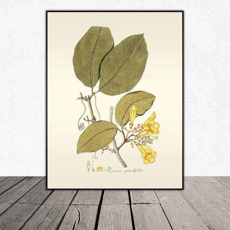 54 mẫu tranh thực vật Botanical