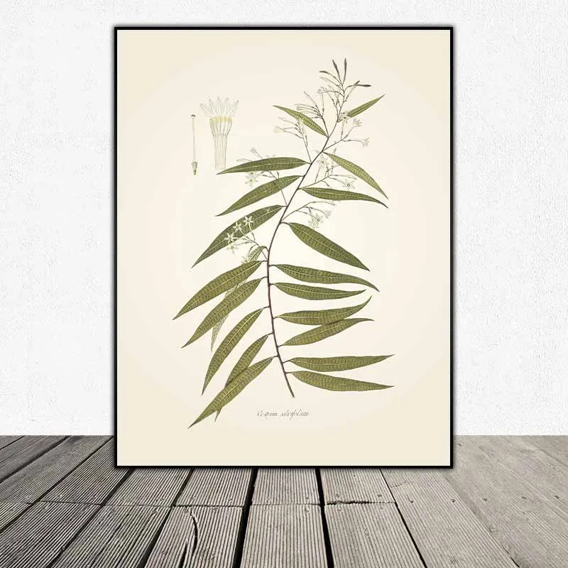 54 mẫu tranh thực vật Botanical