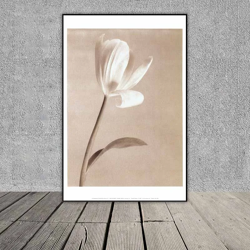 Tranh Retro hoa Tulip trắng, bức tranh hoa theo phong cách Vintage