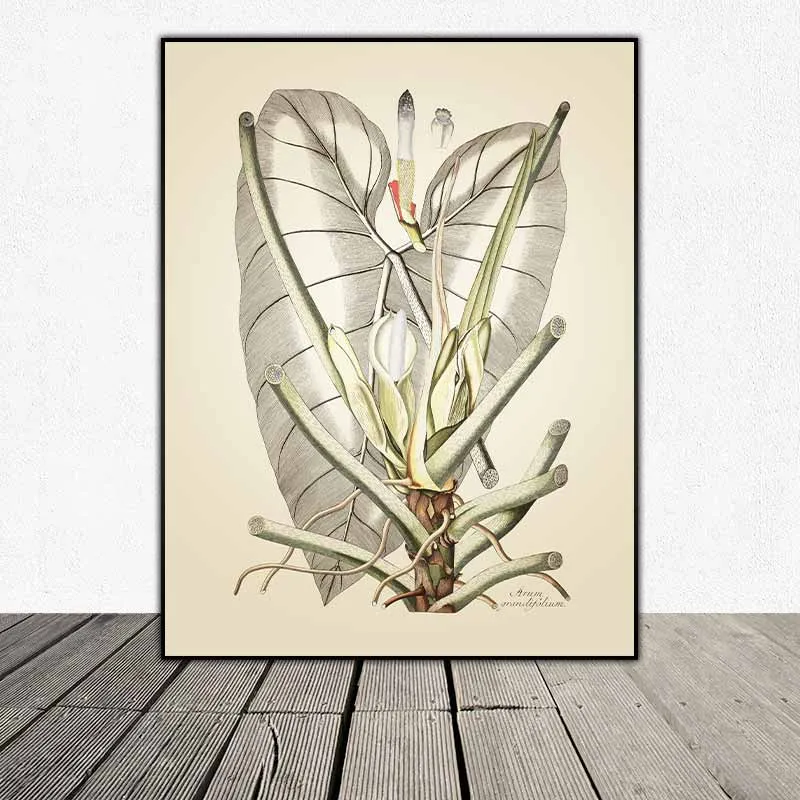 54 mẫu tranh thực vật Botanical