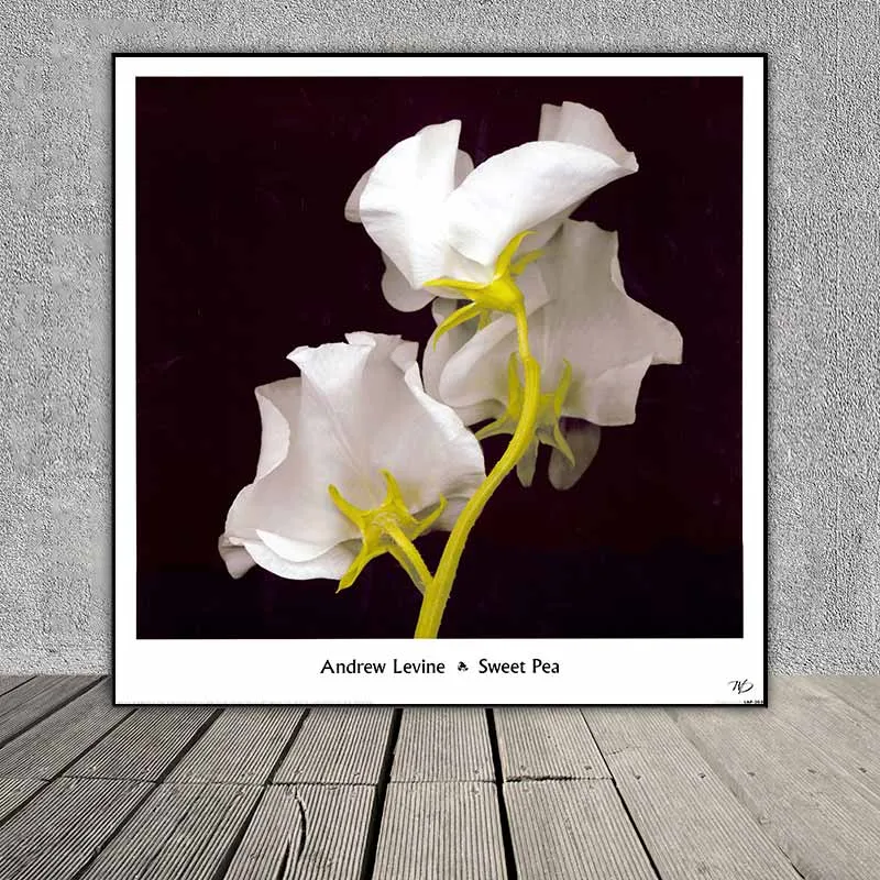 Tranh hoa hương đậu trắng, hoa sen đá và hoa lồng đèn Nhật Bản