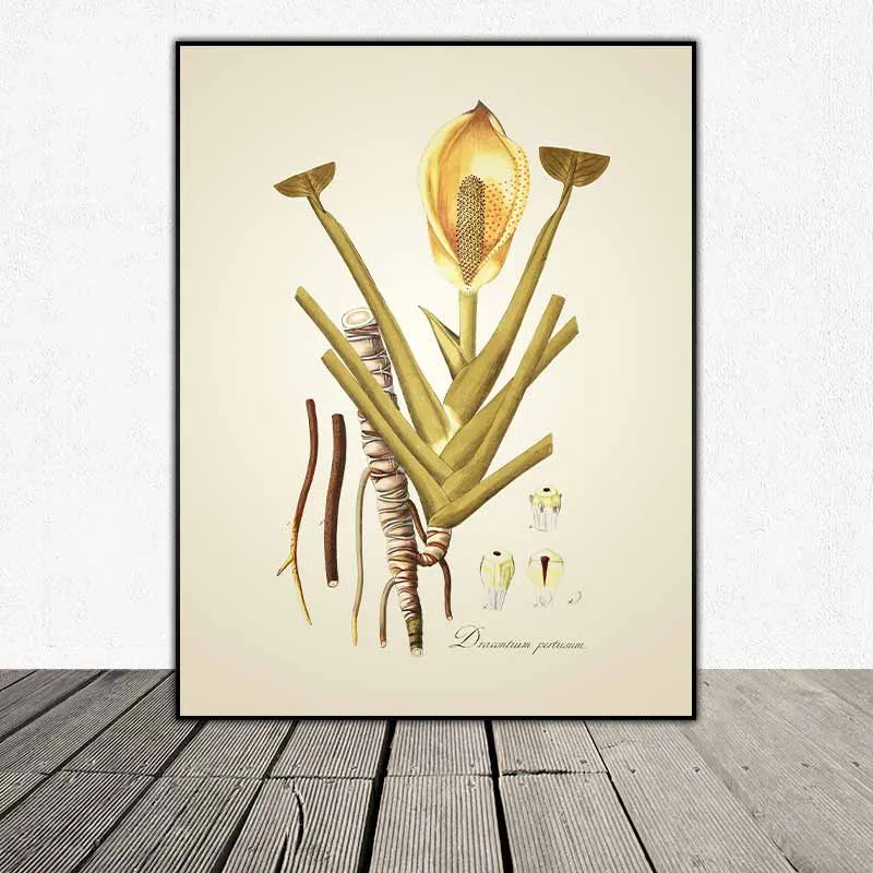 54 mẫu tranh thực vật Botanical