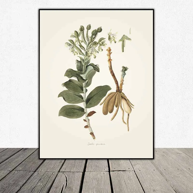 54 mẫu tranh thực vật Botanical