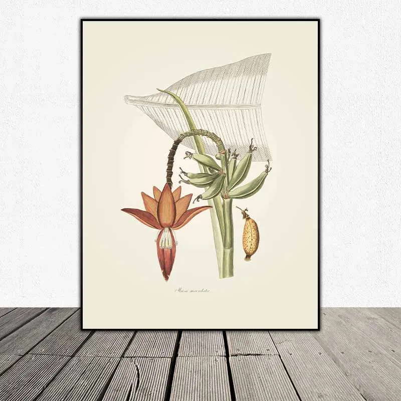 54 mẫu tranh thực vật Botanical