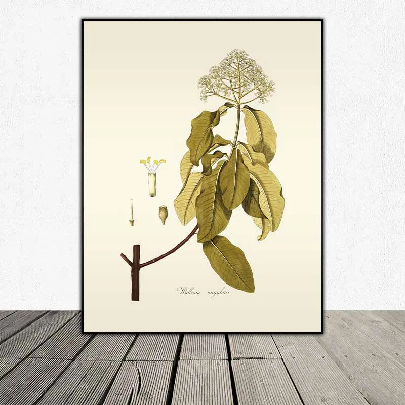 54 mẫu tranh thực vật Botanical