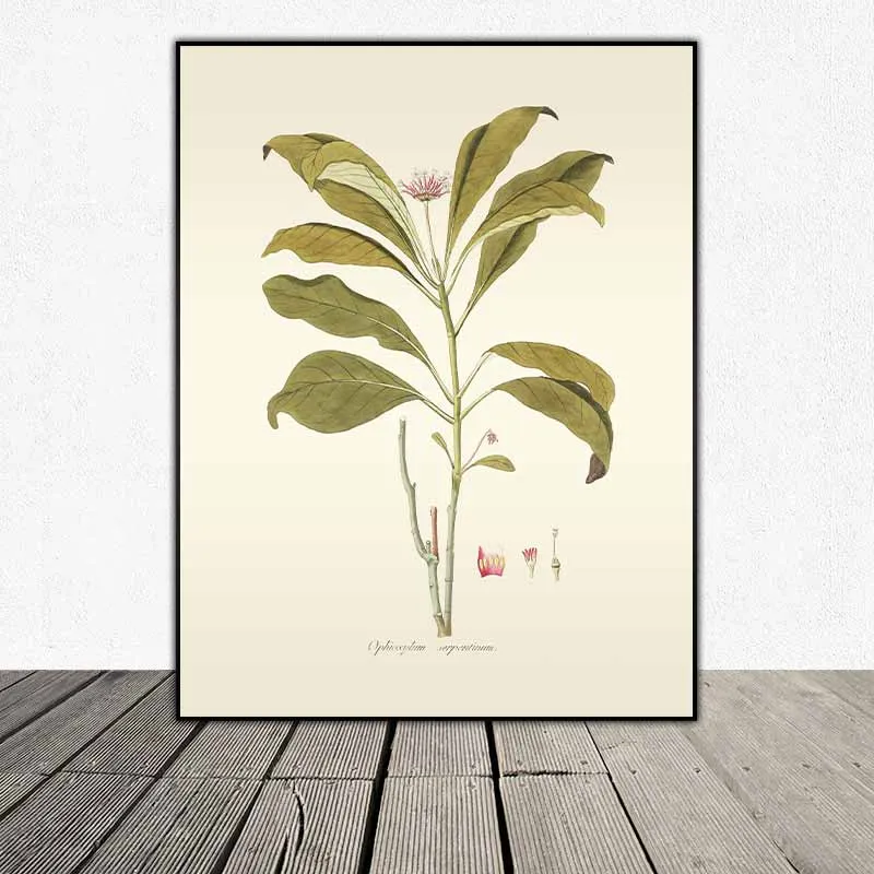 54 mẫu tranh thực vật Botanical