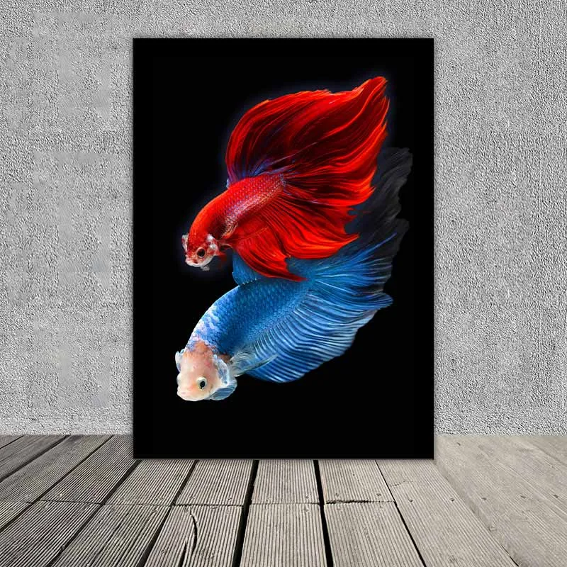 Tranh 2 con cá xiêm trống đang cạnh tranh với nhau