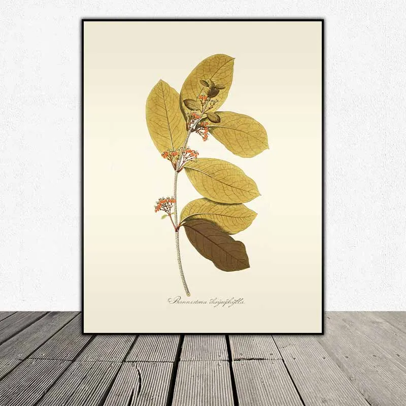 54 mẫu tranh thực vật Botanical