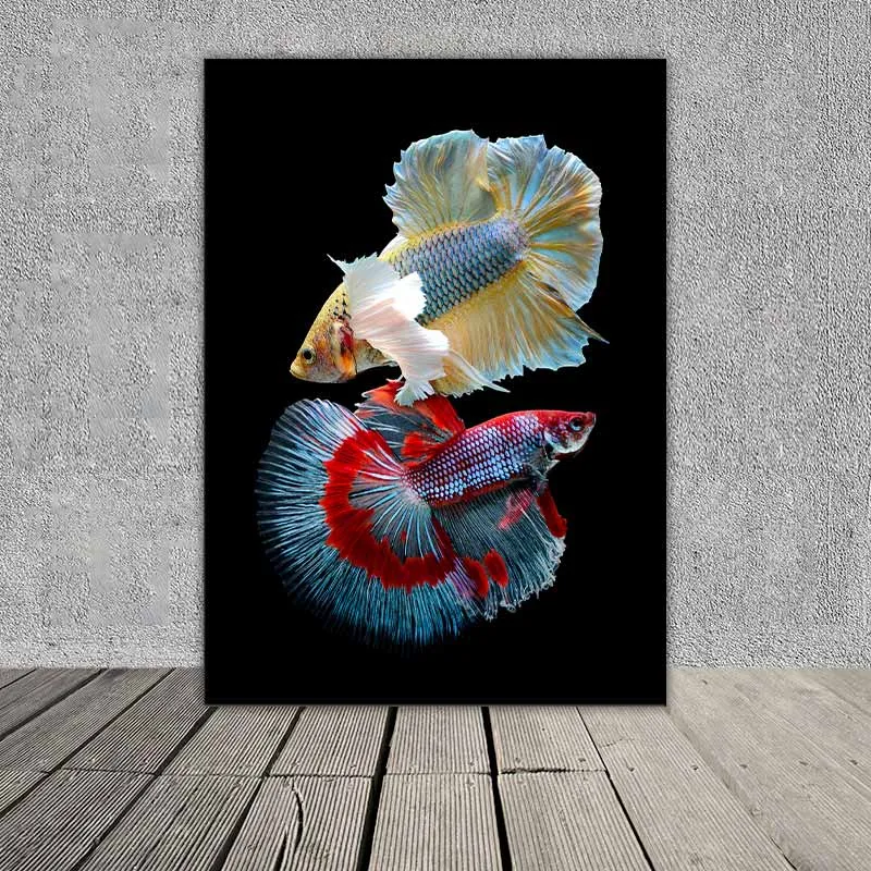 Tranh 2 con cá xiêm trống đang cạnh tranh với nhau