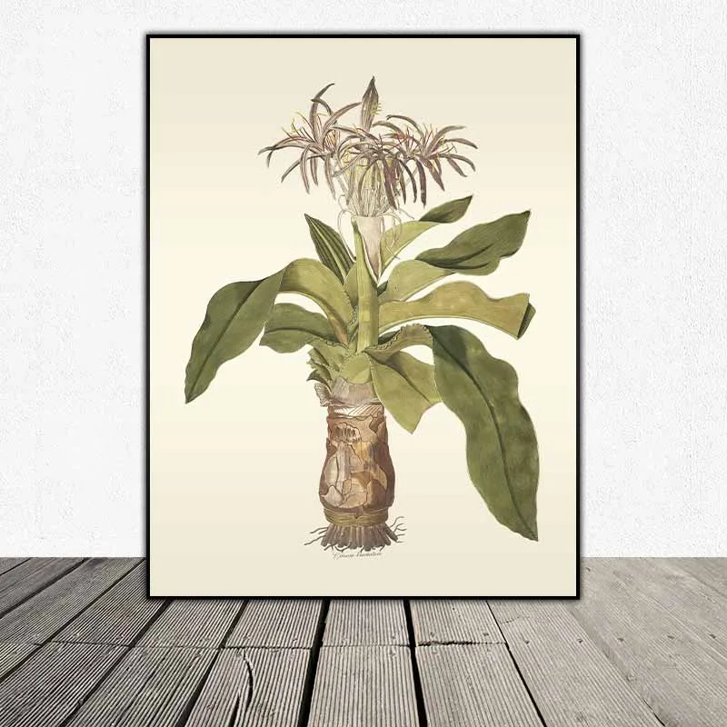 54 mẫu tranh thực vật Botanical