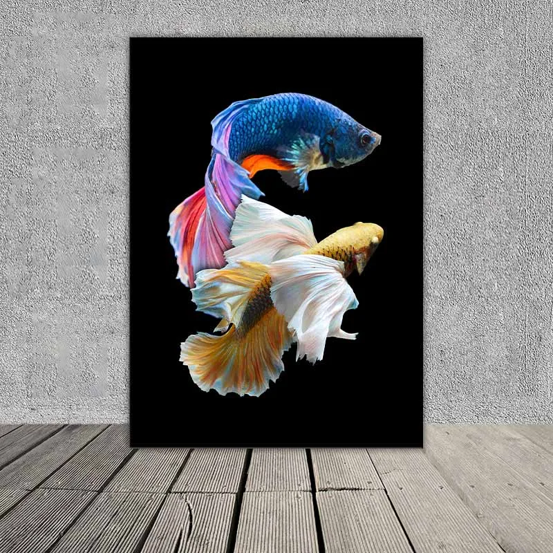 Tranh 2 con cá xiêm trống đang cạnh tranh với nhau