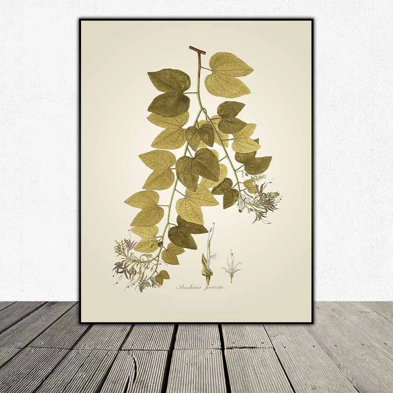 54 mẫu tranh thực vật Botanical