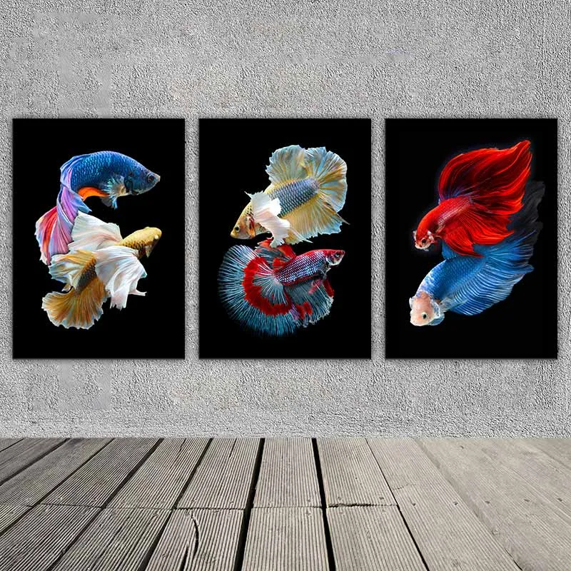 Tranh 2 con cá xiêm trống đang cạnh tranh với nhau