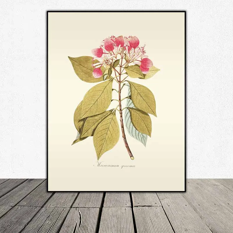 54 mẫu tranh thực vật Botanical