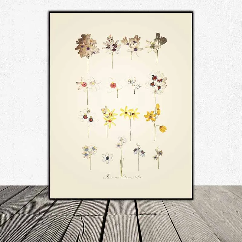 54 mẫu tranh thực vật Botanical