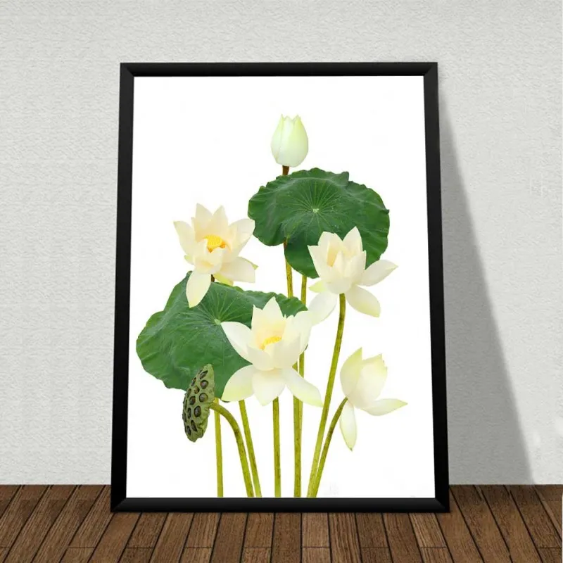 Tranh hoa sen trắng trên nền trắng