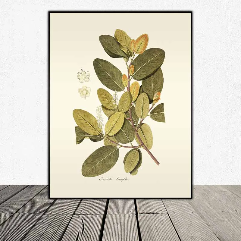 54 mẫu tranh thực vật Botanical