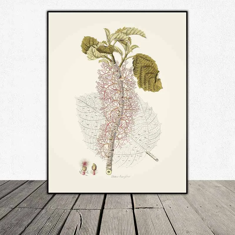 54 mẫu tranh thực vật Botanical