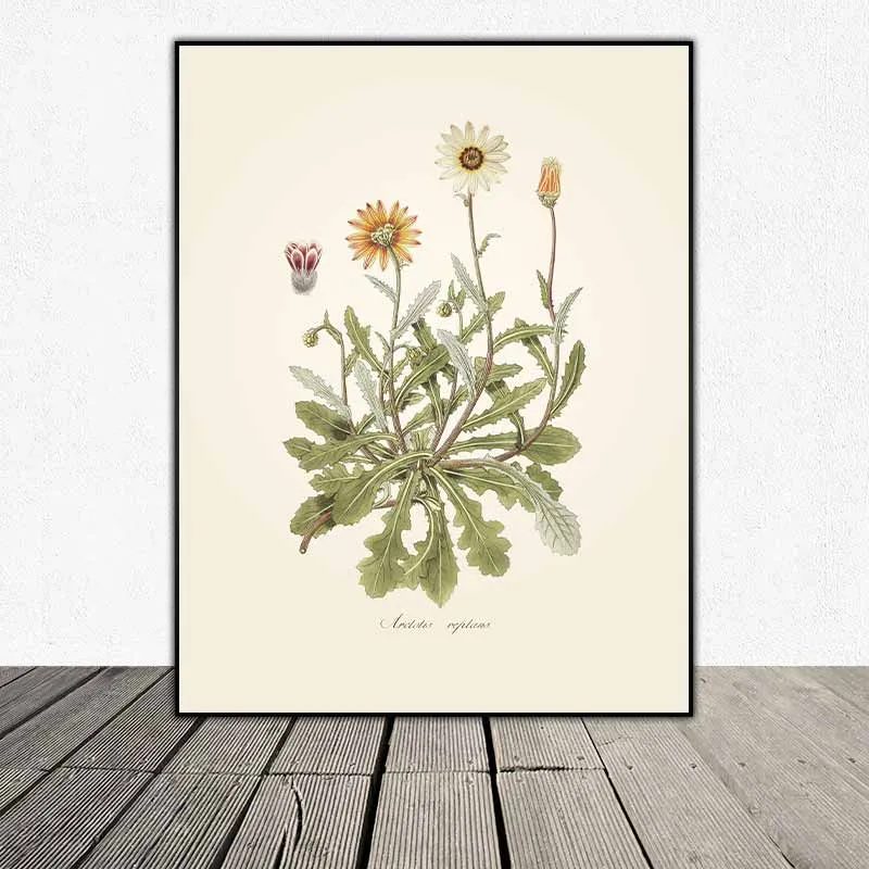 54 mẫu tranh thực vật Botanical