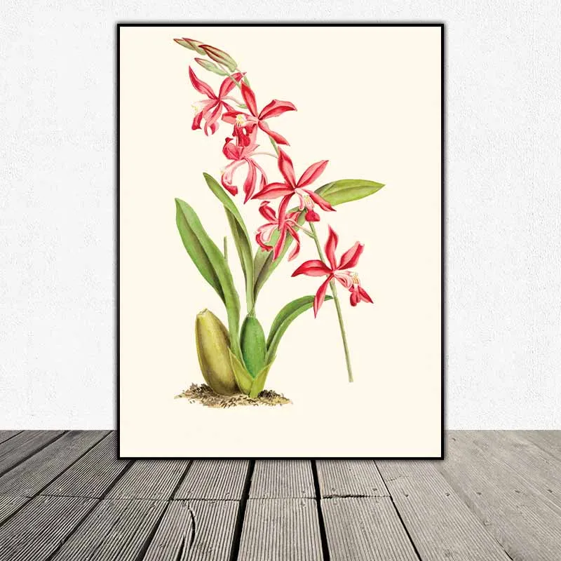 Tranh hoa phong lan đỏ