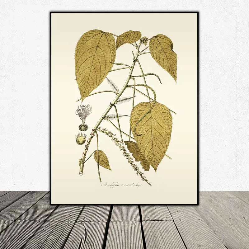 54 mẫu tranh thực vật Botanical