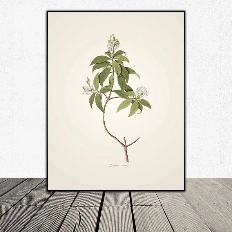 54 mẫu tranh thực vật Botanical