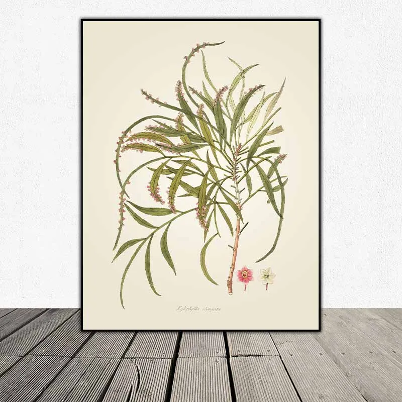 54 mẫu tranh thực vật Botanical