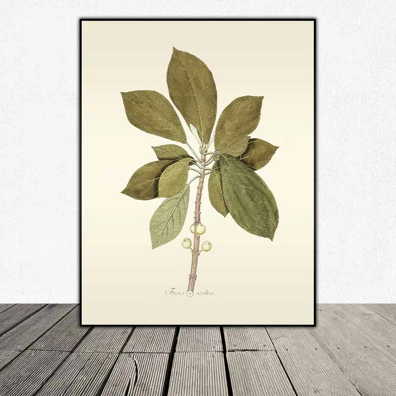 54 mẫu tranh thực vật Botanical