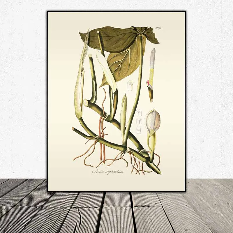 54 mẫu tranh thực vật Botanical